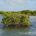 mangroves_jar_h_0384_cub2114.jpg